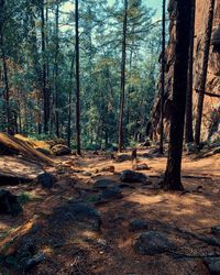 Trees in forest