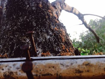 Low angle view of insect on tree trunk