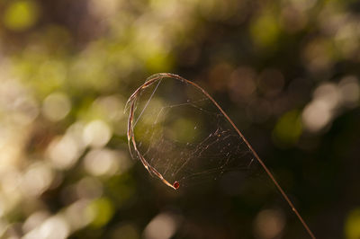 Close-up of spider web on grass blade