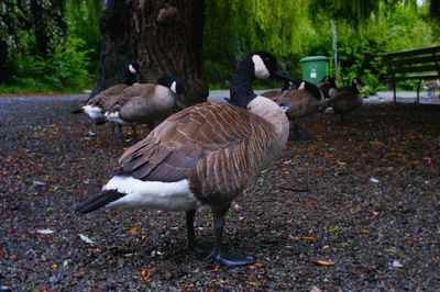 Mallard ducks on tree