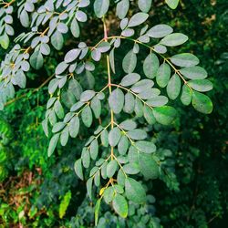 Close-up of green leaves