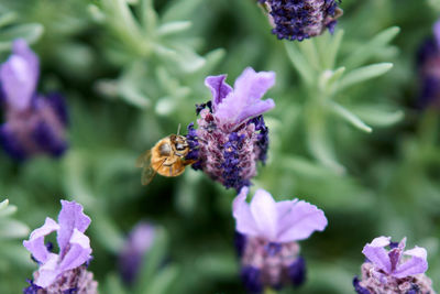 Close-up of bee pollinating on purple flower