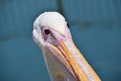 Close-up of pelican