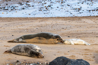 Newborn grey seal pup, halichoerus grypus, umbilical cord still visible with mother seal