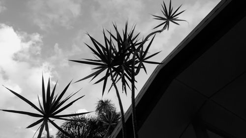 Low angle view of silhouette palm tree against sky