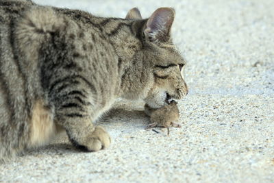 Close-up of a cat