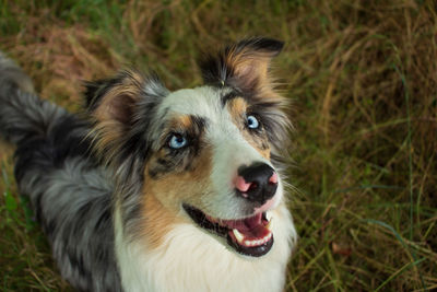 Close-up portrait of a dog on field