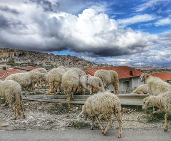 Sheep grazing on landscape against sky