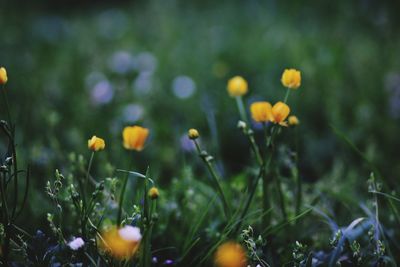 Close-up of yellow flowering plants on field