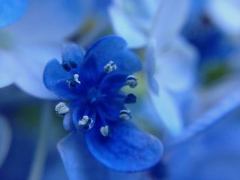 Close-up of blue flower