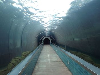 Water tunnel at colchester zoo