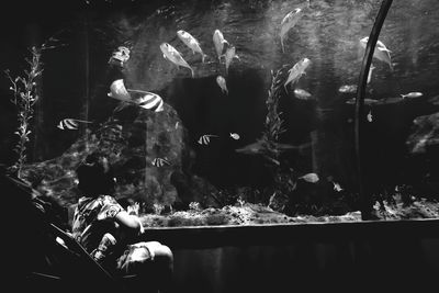 Fish swimming in aquarium