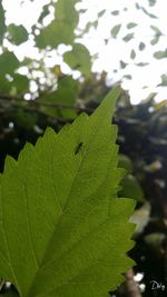 Close-up of insect on leaves