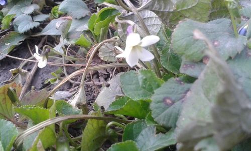 Close-up of white flowers blooming outdoors