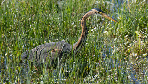 High angle view of gray heron on grass