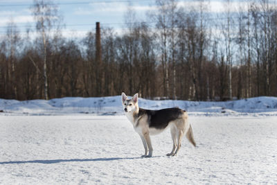 Dog standing in snow