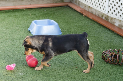 Dog on grass