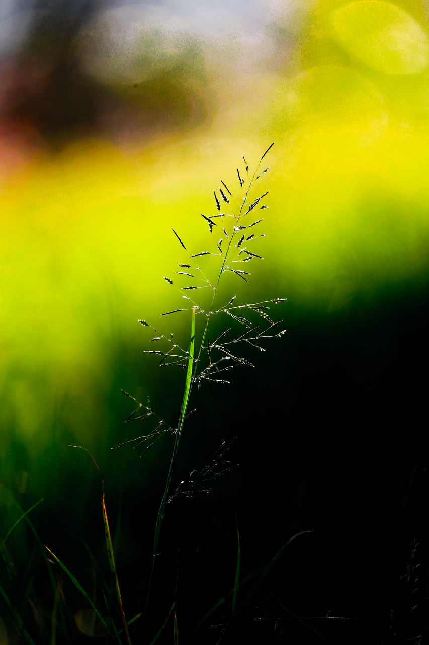 CLOSE-UP OF FRESH GREEN PLANT