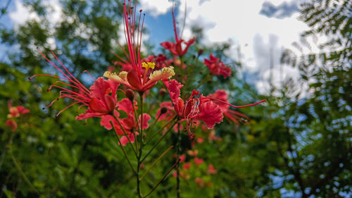 Close-up of red flowering plant