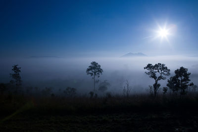 Trees on field against sky at night