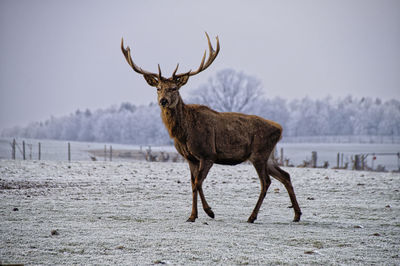 Deer standing on snow covered land