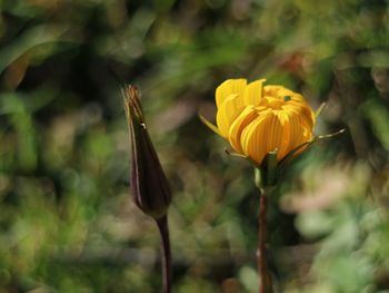 Close-up of yellow flowering plant