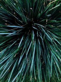 Full frame shot of palm tree