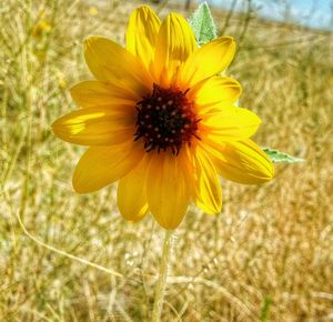 Close-up of yellow flower blooming outdoors