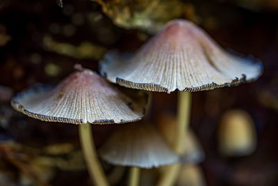 Close-up of mushrooms growing on field