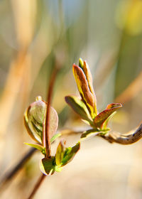 Close-up of flowering plant