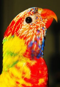 Close-up of a parrot