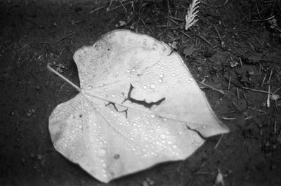 High angle view of wet maple leaves on field