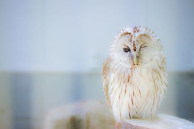 Portrait of snowy owl perching on wooden post against sky