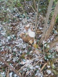 High angle view of bird on field