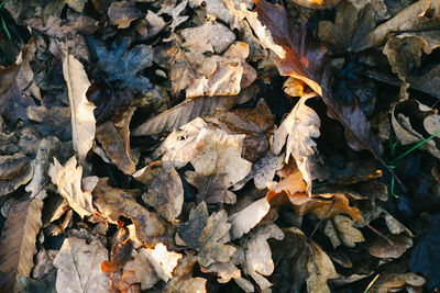 Full frame shot of dry leaves