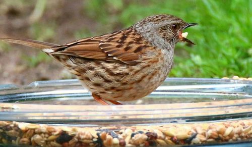 Close-up of bird perching on leaf