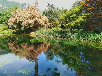 Scenic view of lake by trees in forest