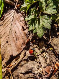 Close-up of ladybug on leaf