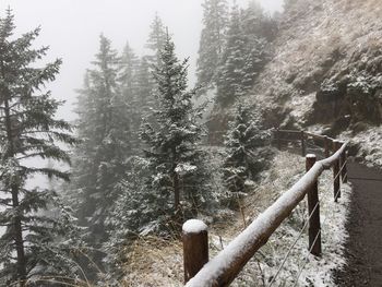 Trees in forest during winter