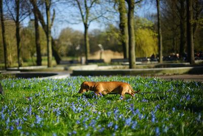 View of a dog on field