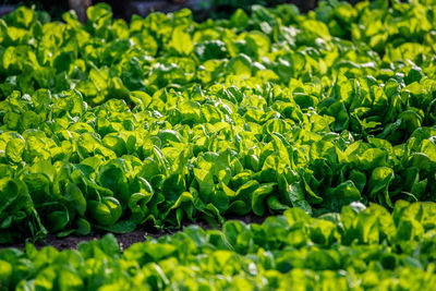 Full frame shot of fresh green spinach