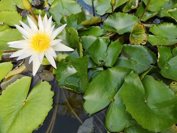 Close-up of lotus water lily on leaves