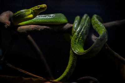 Close-up of lizard on tree