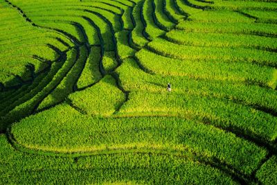 Scenic view of field against sky in rice fields indonesia