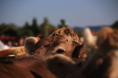 Cows against sky