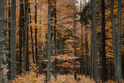 Pine trees in forest during autumn