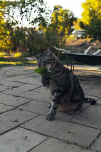 Portrait of cat sitting on footpath