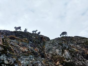 Low angle view of birds perching on rock against sky