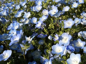 Close up of white flowering plant