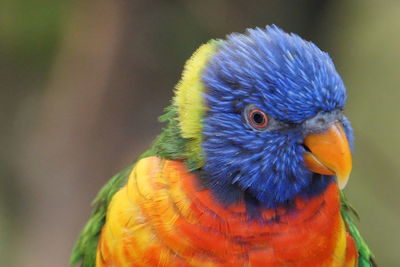 bird